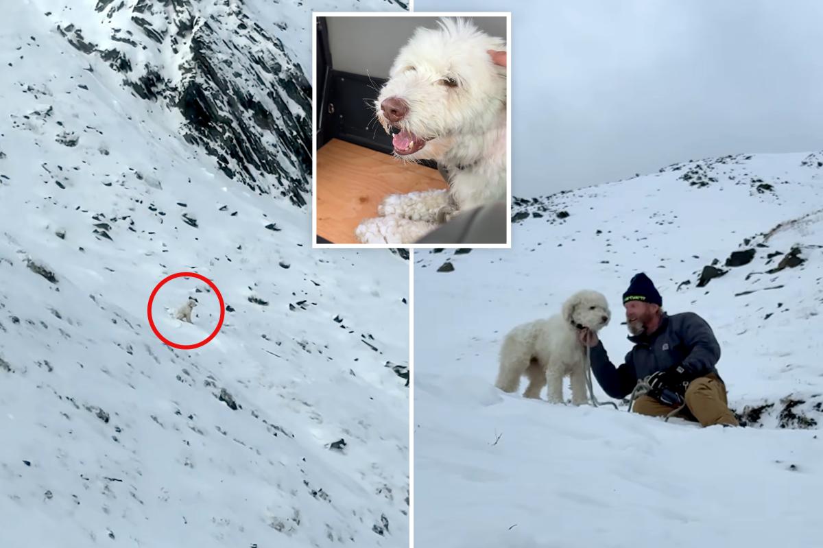 Miraculous Rescue: LouLou the Dog Survives 50 Hours in Alaska Avalanche