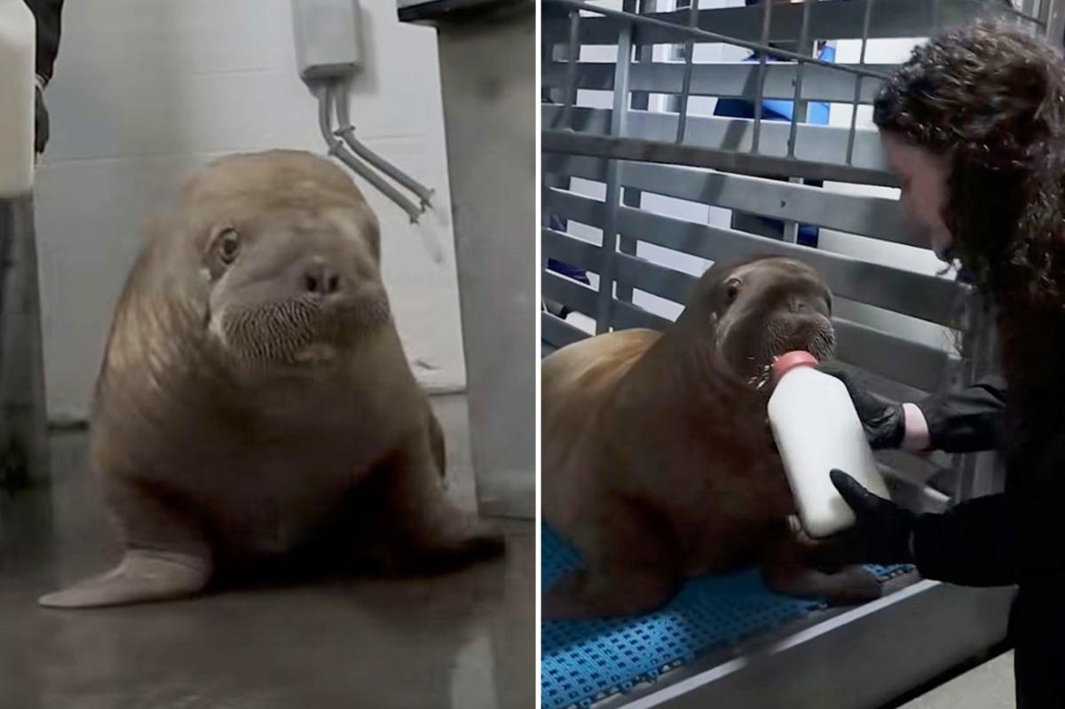 Orphaned Walrus Calf's Remarkable 4,000-Mile Journey to a New Home