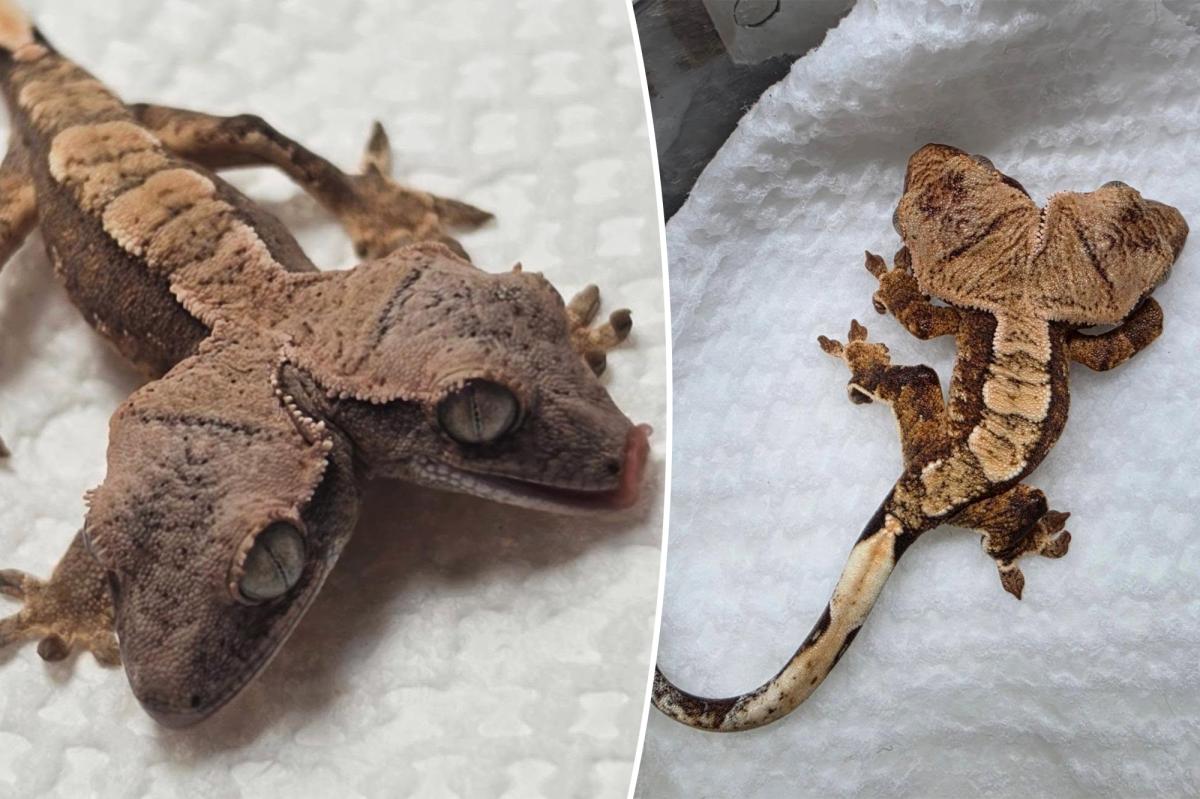 Two-Headed Gecko Simon and Garfunkel Defy Survival Odds in Pennsylvania