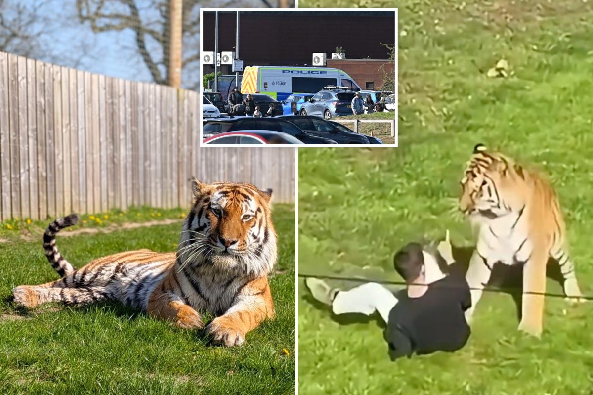Tragic Moment Before Tiger Attack: Man Was Dancing and Taking Photos