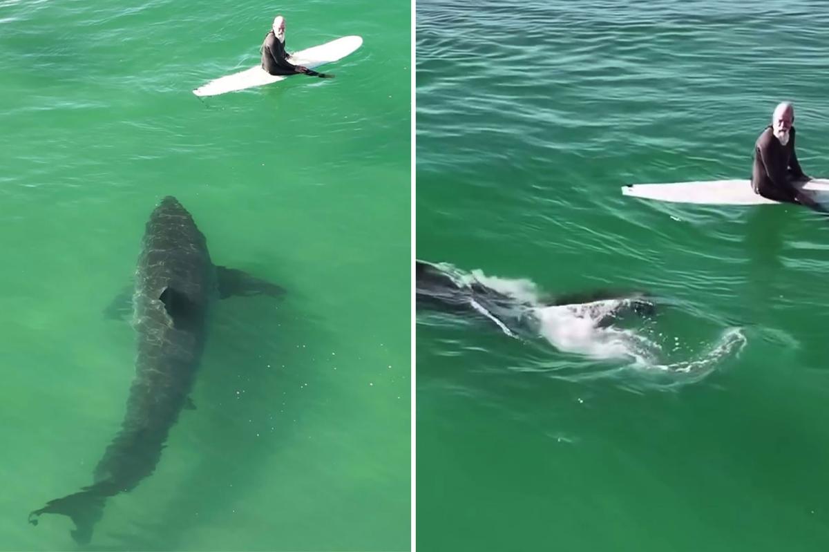 Surfers' Close Call: Great White Shark's Chilling Encounter Caught on Camera