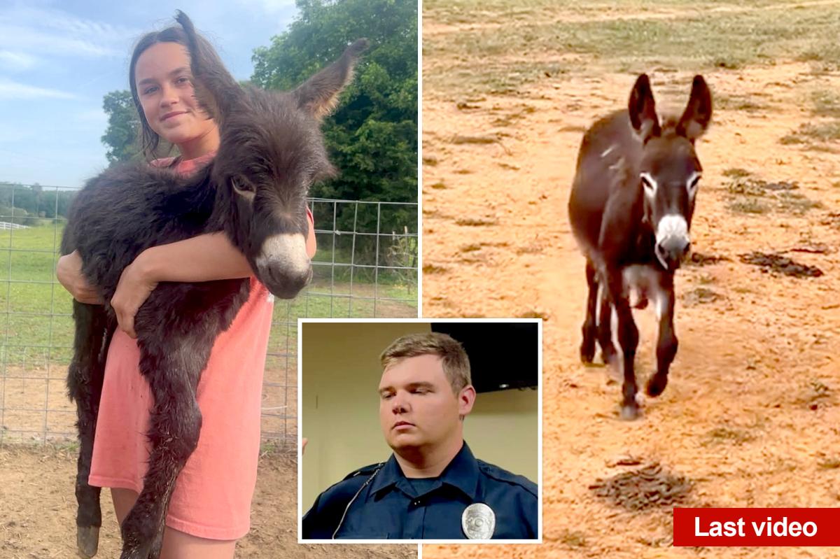 Georgia Cop's Explanation for Shooting Beloved Donkey Sparks Outrage