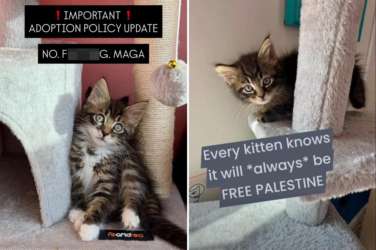 NYC Kitten Rescue Sparks Debate with Controversial Adoption Policy