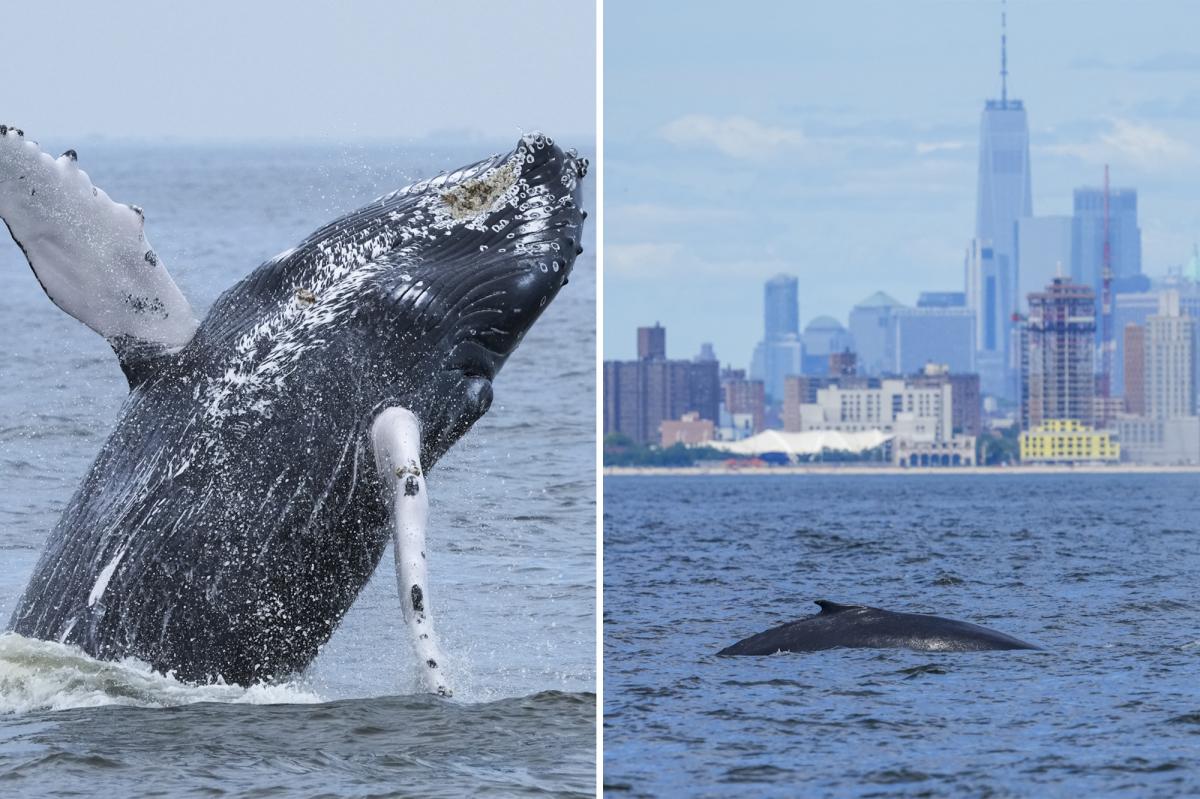 Why NYC's 500th Humpback Whale Sighting Has Everyone Talking
