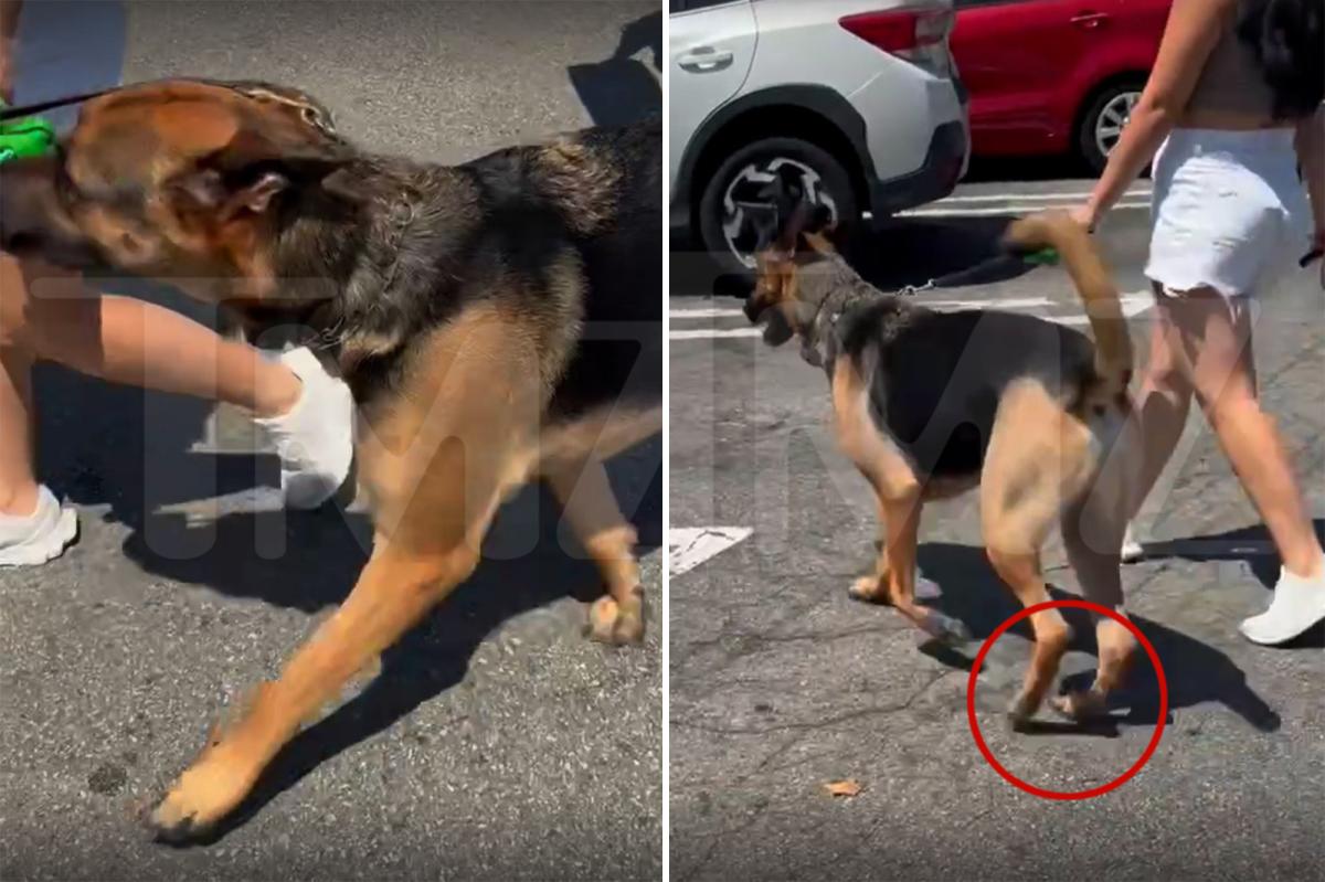 Outrage Erupts as Woman Confronts Dog Owner Over Hot Pavement Walk